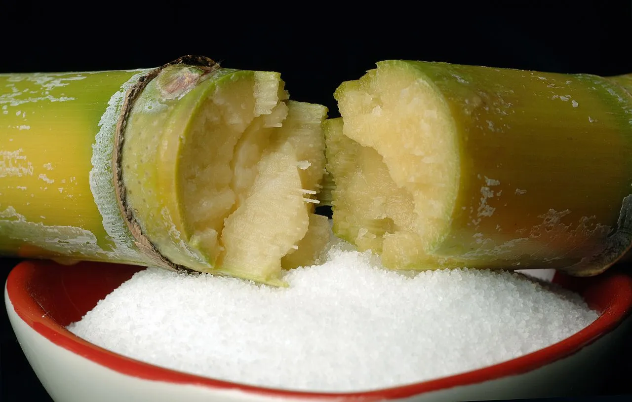 Cut sugarcane stalk over a bowl of white sugar