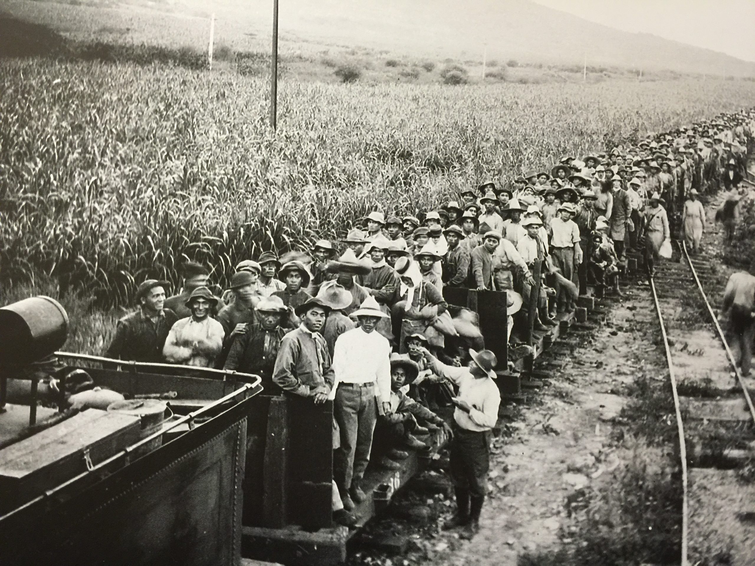 Vintage photo of a large group of workers on a train platform beside tall crops.