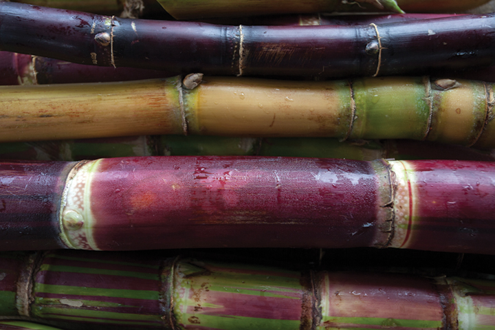 Close-up of stacked sugarcane stalks in green and red colors.