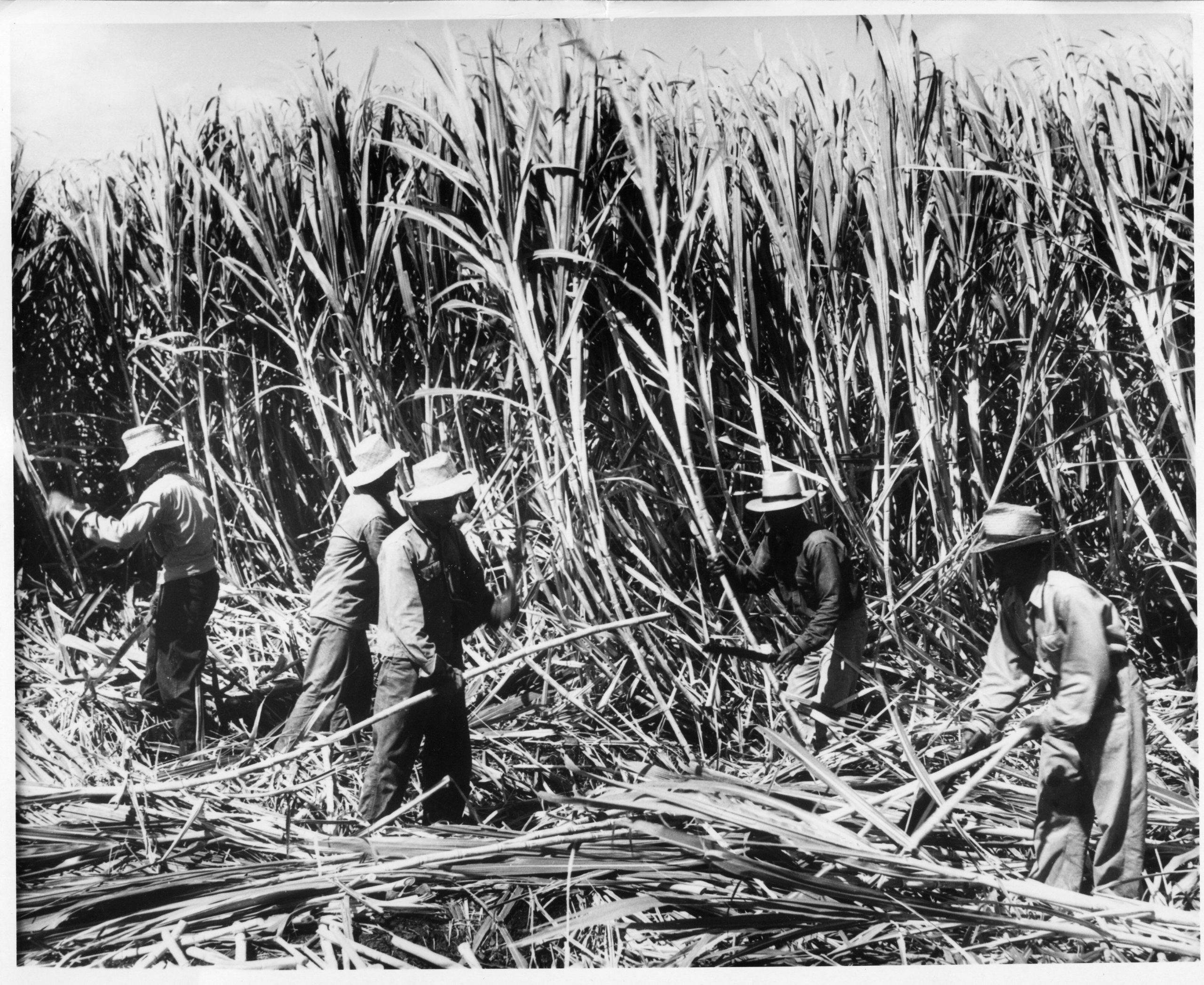 Workers in hats harvesting tall sugarcane plants in a field.