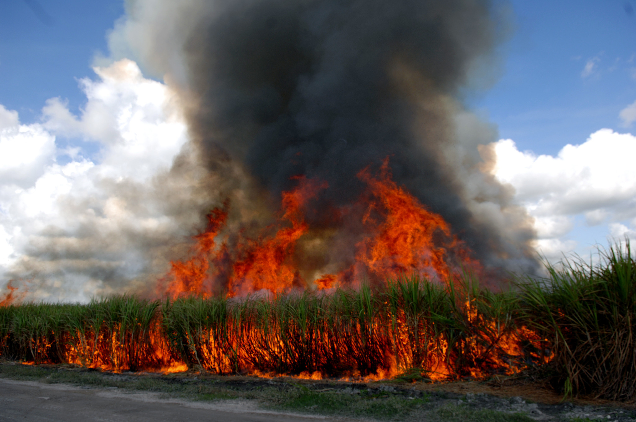 Dense smoke and flames rise from burning sugarcane field.
