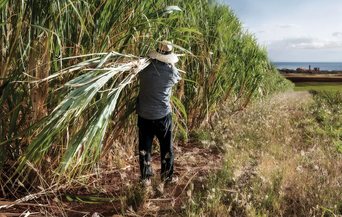 Person harvesting sugarcane in a field by the sea.